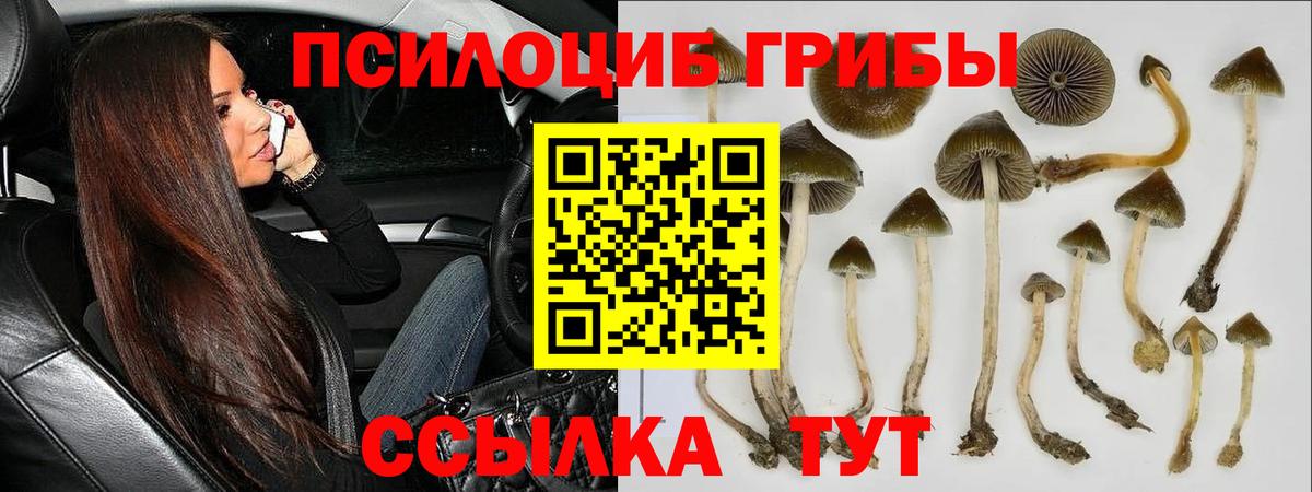 Псилоцибиновые грибы мицелий Пенза